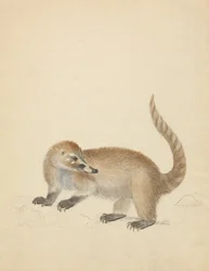 Från Coatimundi