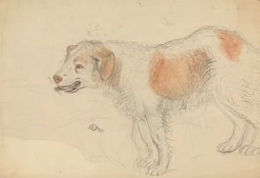 En hund