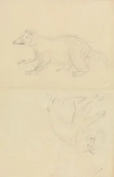 Ett däggdjur (coatimundi?) och en primat (marmoset?). AN Coatimundi och en lejonhövdad silkesapa