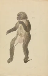 En mandrill