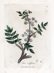 Värk falsk vattenkrasse - Krypvattenpalsternacka, Sium nodiflorum. Handfärgad kopparstick från en botanisk illustration av James Sowerby från William Woodville och Sir William Jackson Hookers "" Medical Botany", John Bohn, London