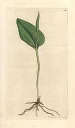 Huggorms tunga, Ophioglossum vulgatum (Ophioglossum) Handkolorerad kopparstick efter en illustration av James Sowerby från James Smith