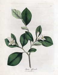Aliboufier - Storax, Styrax officinalis. Handfärgad kopparstick från en botanisk illustration av James Sowerby från William Woodville och Sir William Jackson Hookers "" Medical Botany", John Bohn, London