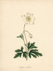 ドリル ビットのアネモネ - スノードロップ アネモネ、アネモネ sylvestris。 William Curtis の「Botanical Magazine」にある James Sowerby のイラストから引用。C. Chabot による手彩色のジンコグラフ。