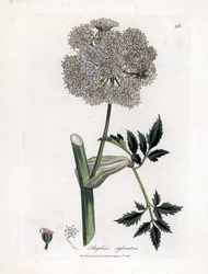 Angelique des Bois Ou Sylvestris - Wild Angelica, Angelica Sylvestris. Handfärgad kopparplattgravering från en botanisk illustration av James Sowerby från William Woodville och Sir William Jackson Hookers "" Medical Botany "," John Bohn, London