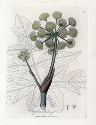 Angelique true eller officinal eller archangelique - Trädgårdsängel, Angelica archangelica. Handfärgad kopparstick från en botanisk illustration av James Sowerby från William Woodville och Sir William Jackson Hookers "" Medical Botany,"" John Bohn,