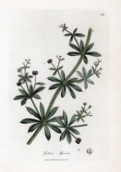 Anis socker eller scatteron - Klyver eller gåsgräs, Calium aparine. Handfärgad kopparstick från en botanisk illustration av James Sowerby från William Woodville och Sir William Jackson Hookers "" Medical Botany", John Bohn, London