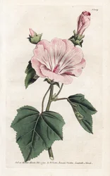 Årlig lila eller kvartalsvis lavater - Litografi av James Sowerby (1757-1822), från William Curtis