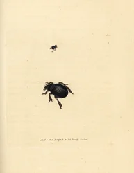 Aphodius arenarius skalbagge (Scarabaeus ovalis). Handkolorerad kopparstick av James Sowerby från The British Miscellany, eller färgade figurer av nya, sällsynta eller föga kända djurämnen.