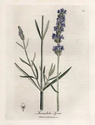 Apic lavendel. Handfärgad kopparstick från en teckning av James Sowerby (1757-1822), i Botanique Medicinale