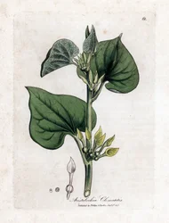 Aristoloche clematite - Klättrande födelseört, Aristolochia clematitis. Handfärgad kopparstick från en botanisk illustration av James Sowerby från William Woodville och Sir William Jackson Hookers "" Medical Botany", John Bohn, London