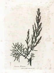 Aurone eller citrongräs eller sagebrush citrongräs - Southernwood, Artemisia abrotanum. Handfärgad kopparstick från en botanisk illustration av James Sowerby från William Woodville och Sir William Jackson Hookers "" Medical Botany,"" John Bohn, London