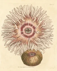 Beadlet anemone, Actinia equina. Handkolorerad kopparstick av James Sowerby från The British Miscellany, eller färgade figurer av nya, sällsynta eller föga kända djurämnen.