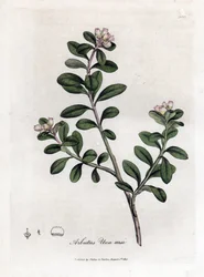 Björndruva eller björnbär - Släpande arbutus eller björnbär, Arctostaphylos uva-ursi. Handfärgad kopparstick från en botanisk illustration av James Sowerby från William Woodville och Sir William Jackson Hookers "" Medical Botany,"" John Bohn, London