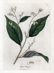 Bensoin - Benjaminträd, Styraxbensoin. Handfärgad kopparstick från en botanisk illustration av James Sowerby från William Woodville och Sir William Jackson Hookers "" Medical Botany", John Bohn, London