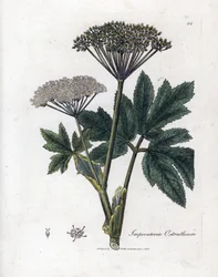Bensoin eller Imperatory - Vanlig mästerört, Imperatoria ostruthium. Handfärgad kopparstick från en botanisk illustration av James Sowerby från William Woodville och Sir William Jackson Hookers "" Medical Botany", John Bohn, London