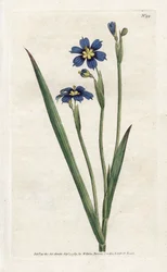 Bermudian med smala blad - Litografi av James Sowerby (1757-1822), från Botanical Magazine av William Curtis (1746-1799)