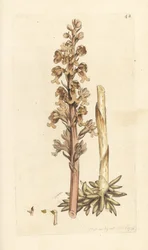 Fågelboorkidé, Neottia nidus-avis (Fågelbo ophrys, Ophrys nidus-avis). Handkolorerad kopparstick efter en illustration av James Sowerby från James Smith