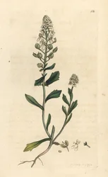 Bitter candytuft, Iberis amara. Handkolorerad kopparstick efter en illustration av James Sowerby från James Smith