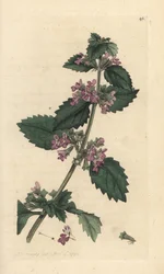 Svart ballota, Ballota nigra (Ballote noire). Handkolorerad koppargravyr efter en illustration av James Sowerby ur James Smiths English Botany, London