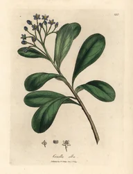Blåblommiga, lagerbladiga canella, Canella alba, Canella winterana