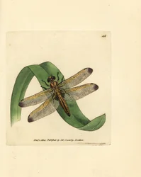 Blå jagare, Libellula fulva (fläckad trollslända, Libellula conspurcata). Handkolorerad kopparstick av James Sowerby från The British Miscellany, eller färgade figurer av nya, sällsynta eller föga kända djurämnen.
