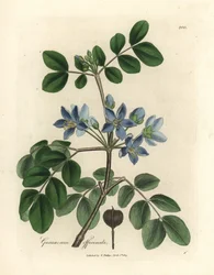 Blåblommig Guaiacum officinale