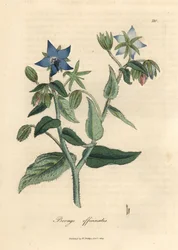 Blåblommigt gurkört, Borago officinalis