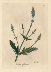 Blåblommig vervain, Verbena officinalis