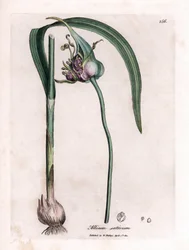 Botanisk tavla: Odlar vitlök (Allium sativum) som visar lök, löv och lila blommor. Handkolorerad koppargravyr från en illustration av James Sowerby. Utdrag ur boken av William Woodville och Sir William Jackson Hooker "" Botanique medic