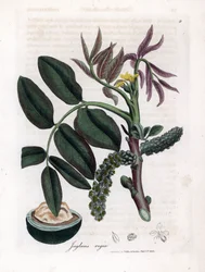 Botanisk tavla: löv, växter och valnötsfrukt Blad, gul blomma och nöt från det vanliga valnötsträdet, Juglans regia. Handfärgad kopparstick från en botanisk illustration av James Sowerby från William Woodville och Sir William Jackson Hooker