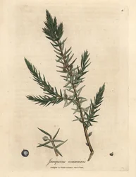 Gren och bär av vanlig enbär, Juniperus communis
