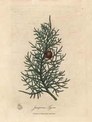 Gren och bär av cederträet, Juniperus lycia