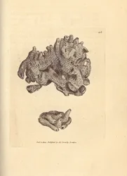 Brödsmulssvamp, Halichondria panicea (kompakt rörformad svamp; Spongia compacta). Handkolorerad kopparstick av James Sowerby från The British Miscellany, eller färgade figurer av nya, sällsynta eller föga kända djurämnen.