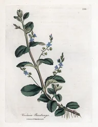 Brooklime speedwell, Veronica beccabunga. Handfärgad kopparstick från en botanisk illustration av James Sowerby från William Woodville och Sir William Jackson Hookers "" Medical Botany", John Bohn, London