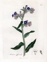 Bugloss officinale - Bugloss, Anchusa officinalis. Handfärgad kopparstick från en botanisk illustration av James Sowerby från William Woodville och Sir William Jackson Hookers "" Medical Botany", John Bohn, London