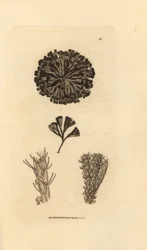 Bugulina avicularia (Flustra avicularis). Handkolorerad kopparstick av James Sowerby från The British Miscellany, eller färgade figurer av nya, sällsynta eller föga kända djurämnen.