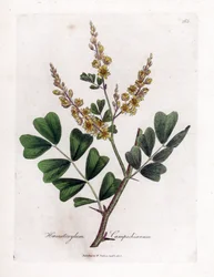 Campeche eller campeche trä - Logwood, Haematoxylum campechianum. Handfärgad kopparstick från en botanisk illustration av James Sowerby från William Woodville och Sir William Jackson Hookers "" Medical Botany", John Bohn, London