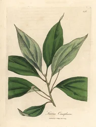 Kamferträd, Laurus camphora