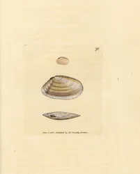 Candystick tellina skal, Tellina similis. Handkolorerad kopparstick av James Sowerby från The British Miscellany, eller färgade figurer av nya, sällsynta eller föga kända djurämnen.