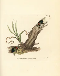 Carabus nitens skalbagge. Handkolorerad kopparstick av James Sowerby från The British Miscellany, eller färgade figurer av nya, sällsynta eller föga kända djurämnen.