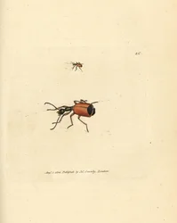 Carabus rotundicollis skalbagge. Handkolorerad kopparstick av James Sowerby från The British Miscellany, eller färgade figurer av nya, sällsynta eller föga kända djurämnen.