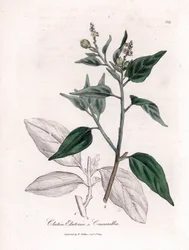 Cascarille officinale eller mjukt eller faux quinquina trä - Cascarilla, Croton (Clutia) eluteria. Handfärgad kopparstick från en botanisk illustration av James Sowerby från William Woodville och Sir William Jackson Hookers "" Medical Botany,"" John