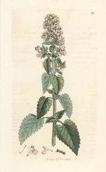 Kattmynta, Nepeta cataria (cataire) Handfärgad kopparstick efter en illustration av James Sowerby från James Smith