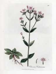 Centauree Chironia - Centaury, Chironia centaurium. Handfärgad kopparstick från en botanisk illustration av James Sowerby från William Woodville och Sir William Jackson Hookers "" Medical Botany", John Bohn, London