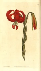 Kalcedonsk lilja - Kalcedonsk lilja, Lilium chalcedonicum. Handkolorerad kopparstick och botanisk illustration av James Sowerby från William Curtis