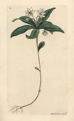 Fågelgröt vintergrön, Lysimachia europaea (Trientalis europaea) (Trientale d
