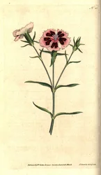 Kina nejlika - Kina rosa eller indisk rosa, Dianthus chinensis. Handkolorerad kopparstick och botanisk illustration av James Sowerby från William Curtis