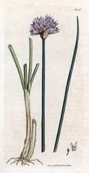 Gräslök (Allium schoenoprasum). Handfärgad kopparstick från en botanisk illustration av James Sowerby till James Smiths bok "English botanical"" (1790-1814). Den outtröttliga Sowerby (1757-1822) ritade mer än 2500 växter för Smith Mammoth “English Bot