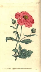 Cistus - Hoary cistus roséguld cistus, Cistus incanus. Handkolorerad kopparstick och botanisk illustration av James Sowerby från William Curtis